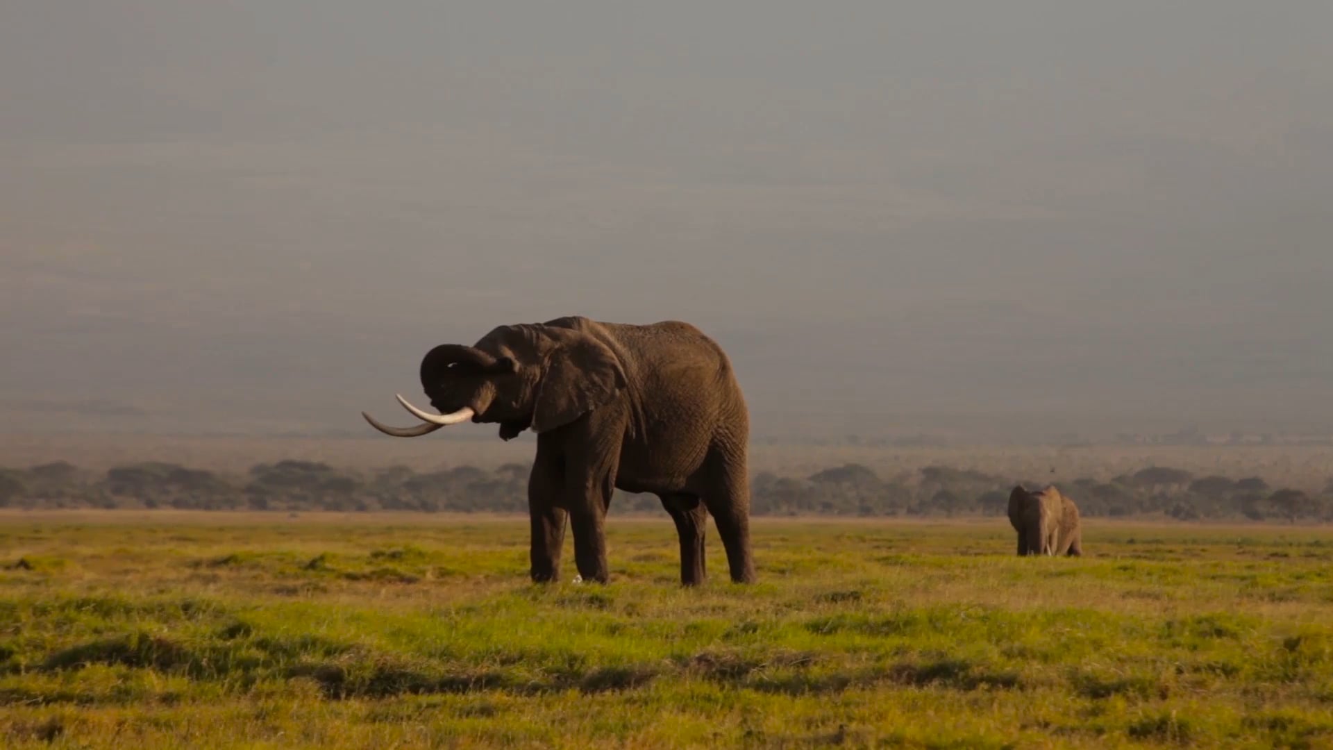 Testimonial Video – Blackbaud BBCon 2015 – African Wildlife Foundation – The Raiser’s Edge NXT