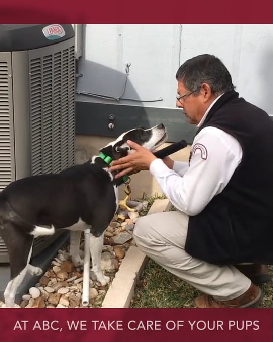 Social Media Video – Vertical Video – ABC Home and Commercial Services – Love Your Pet 4×5